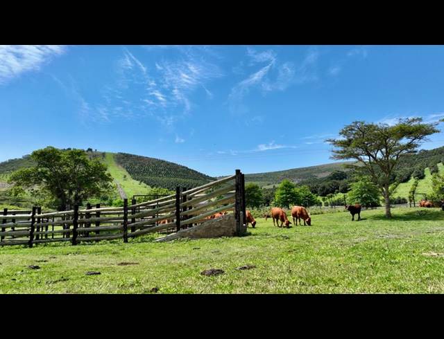 FARM FOR SALE IN MOUNT VERDE